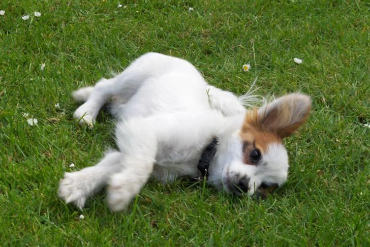 Papillon Panda [Himmelhund 2018]  - Rullesten... billede 7