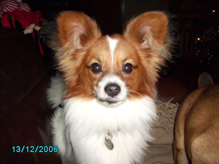 Papillon Thygesminde´s Don Carlos billede 4