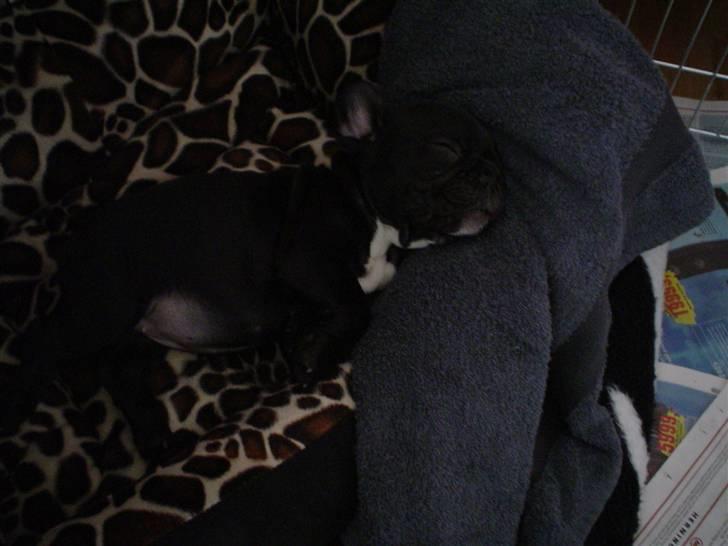 Fransk bulldog FreYse - Jeg elsker bare og sove... billede 15