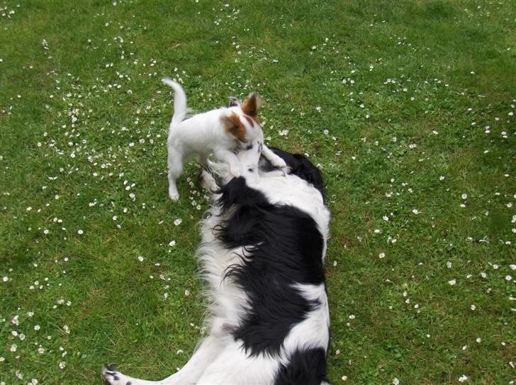 Papillon Panda [Himmelhund 2018]  - Panda har nedlagt "Charlie" billede 8