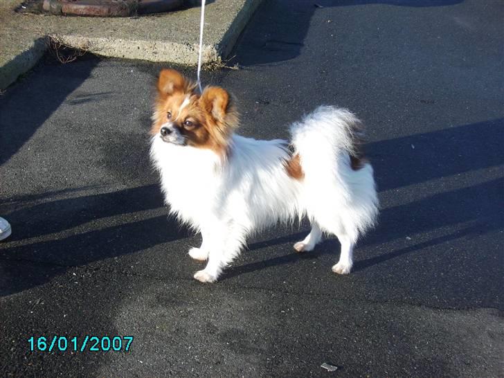 Papillon Thygesminde´s Don Carlos billede 5