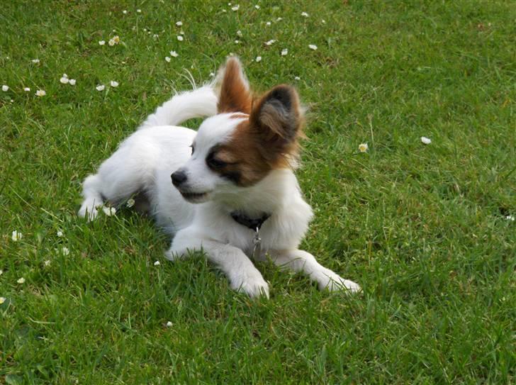 Papillon Panda [Himmelhund 2018]  - Time out billede 9