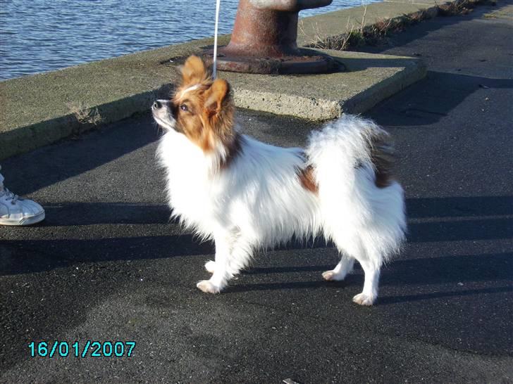 Papillon Thygesminde´s Don Carlos billede 6