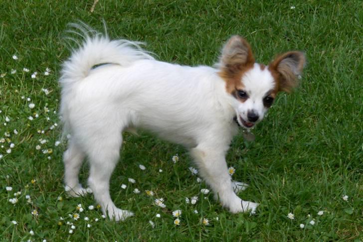 Papillon Panda [Himmelhund 2018]  - "Spyt ud!!" billede 10