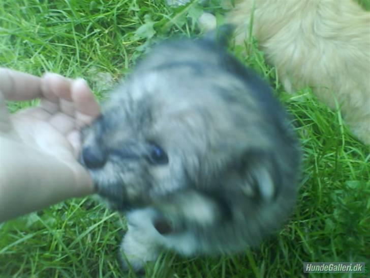 Blanding af racer GABY - Så er Gaby ca. 6-7 uger gammel billede 5
