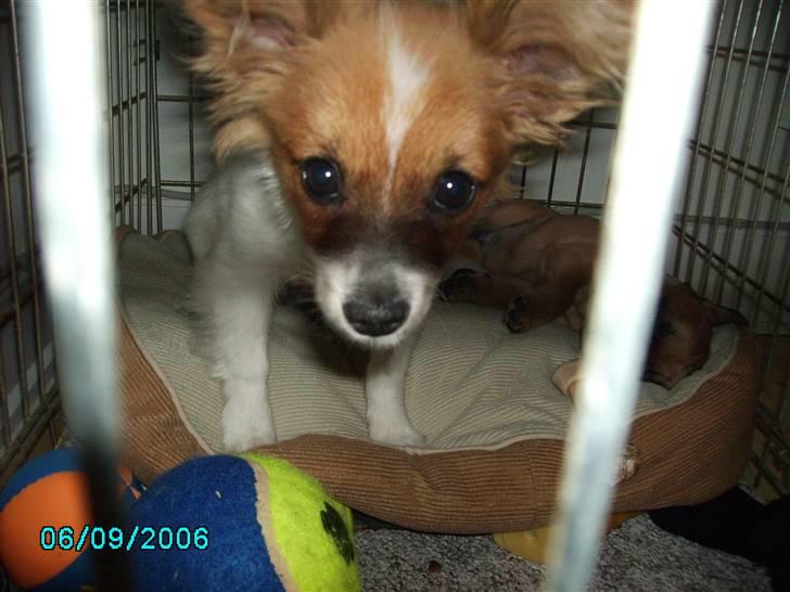 Papillon Thygesminde´s Don Carlos billede 7