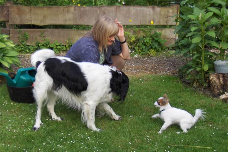 Papillon Panda [Himmelhund 2018]  - Panda, Charlie og MIN mor billede 11