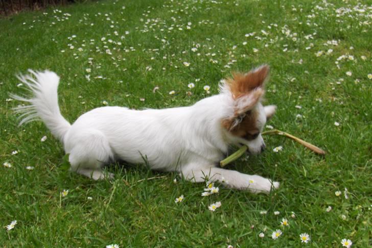 Papillon Panda [Himmelhund 2018]  - Mums... billede 12