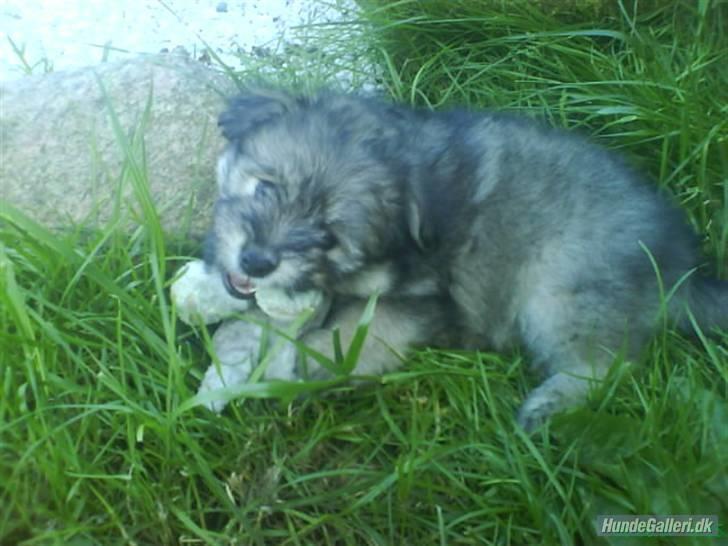 Blanding af racer GABY - Den smager ellers godt.. den gør.. billede 6