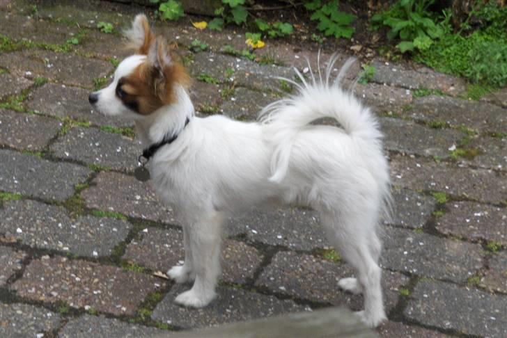 Papillon Panda [Himmelhund 2018]  - Man kan også stå flot billede 13