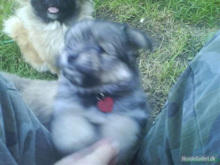 Blanding af racer GABY - Se mit fine hundetegn - et lille rødt hjerte fra mor, far og brormand, Ozzy billede 7