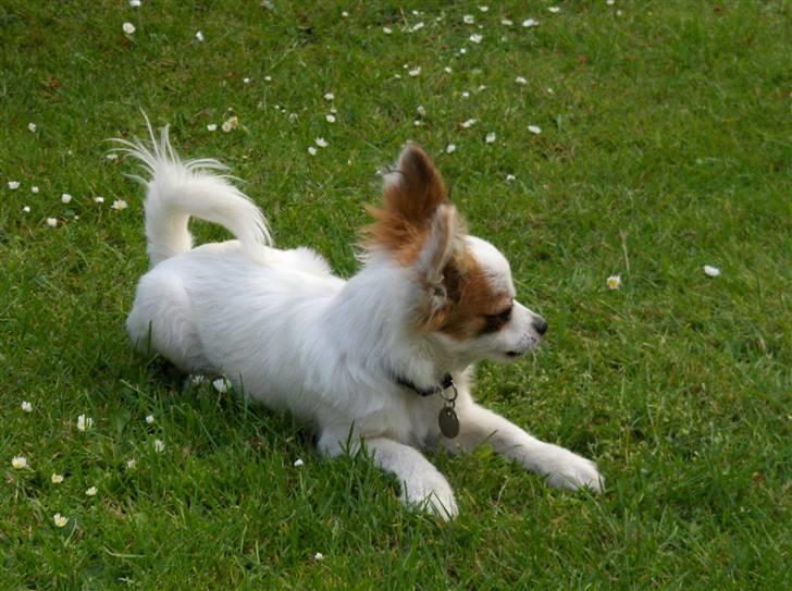 Papillon Panda [Himmelhund 2018]  - Afslapning billede 14