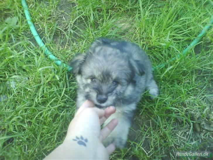 Blanding af racer GABY - Ja..Ja... jeg skal nok prøve at sidde pænt.. billede 8