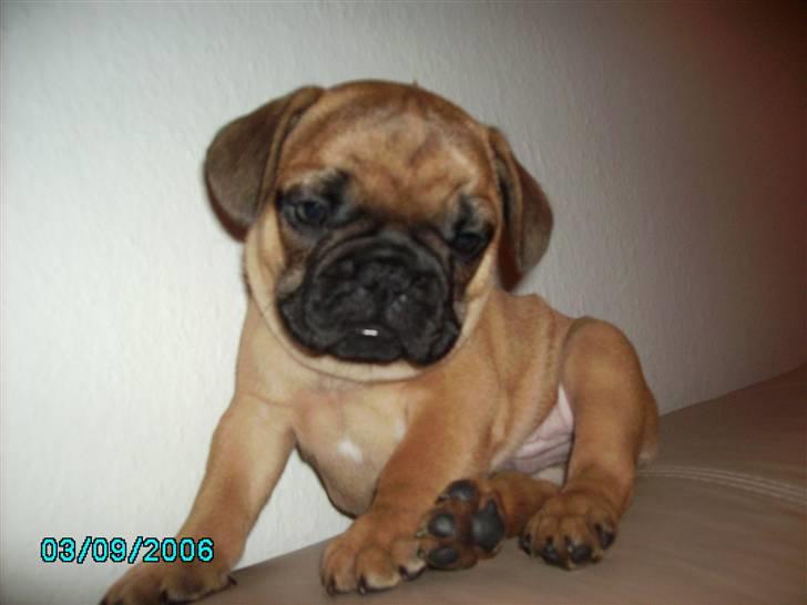 Fransk bulldog Lancome´s Viablo billede 1