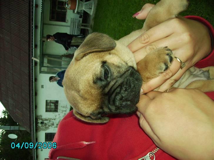 Fransk bulldog Lancome´s Viablo billede 2