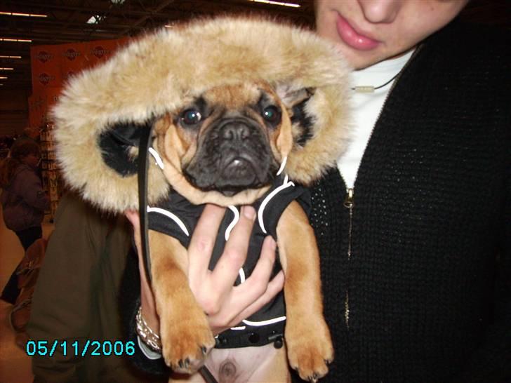 Fransk bulldog Lancome´s Viablo billede 3