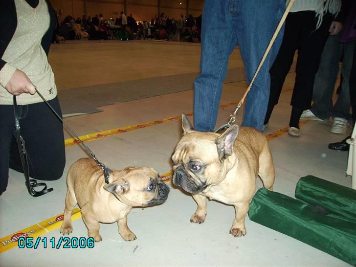 Fransk bulldog Lancome´s Viablo - Min smukke far og mig.. billede 4