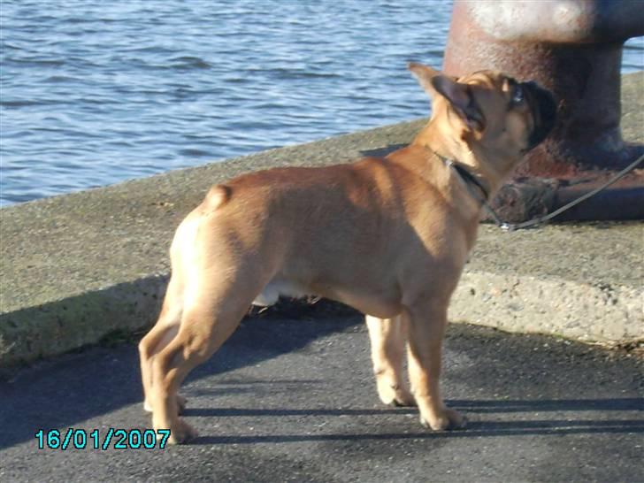 Fransk bulldog Lancome´s Viablo billede 5