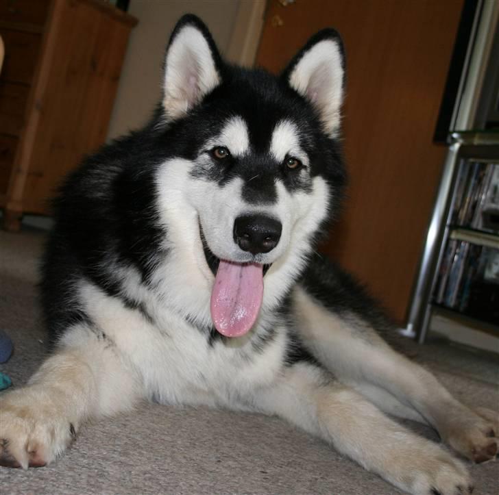 Alaskan malamute Maluq    R.I.P  august 2011 - så blev jeg 8 mdr. billede 15