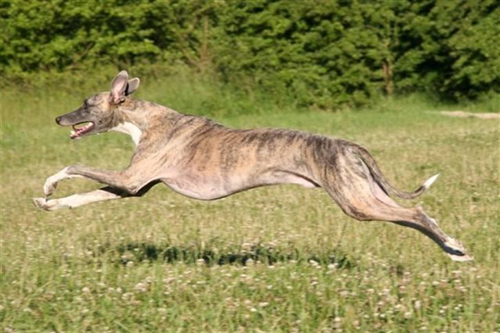 Whippet Viggo (Himmelhund) - Viggo i løb billede 2