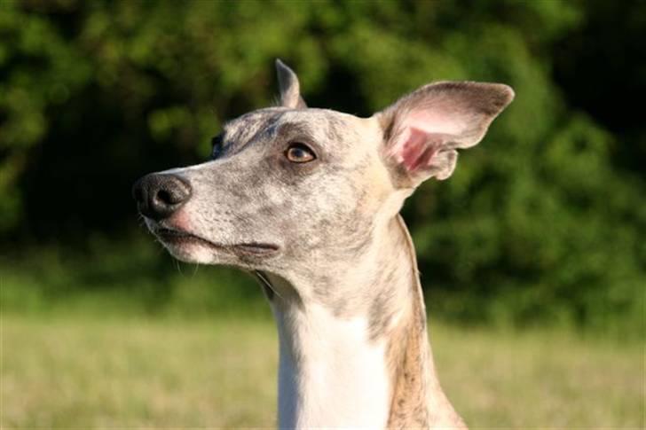 Whippet Viggo (Himmelhund) - Portræt af Viggo billede 3