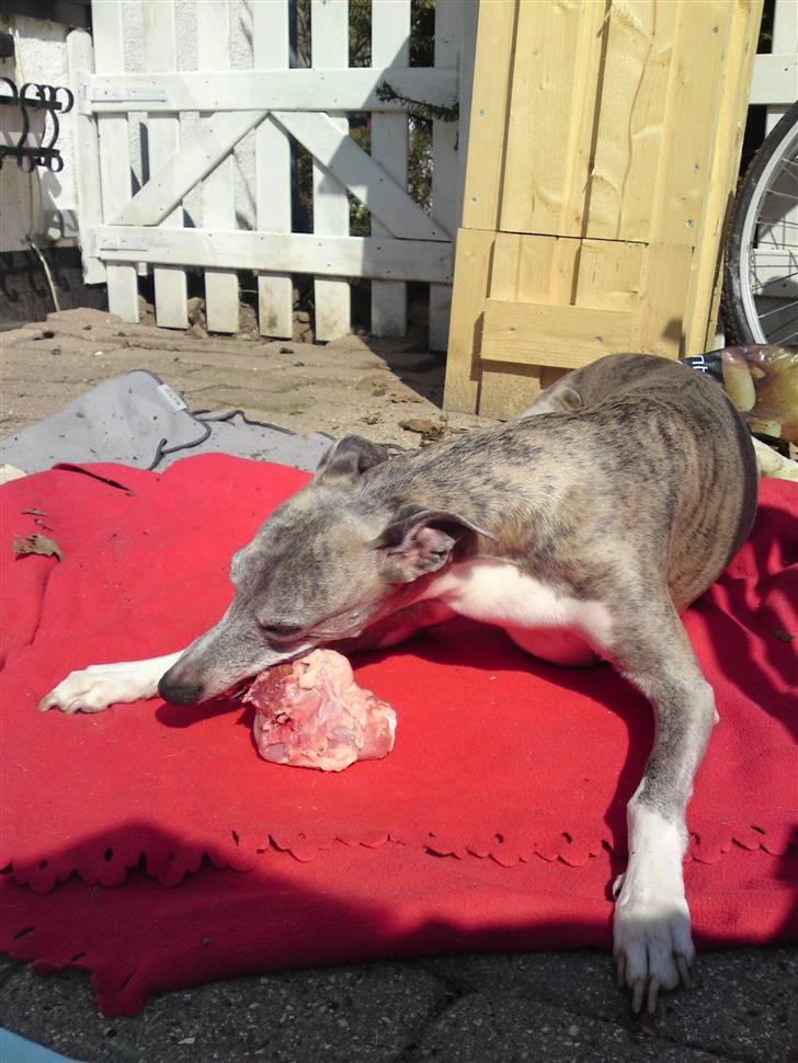 Whippet Viggo (Himmelhund) - hej hej billede 4