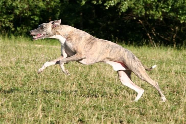 Whippet Viggo (Himmelhund) billede 5
