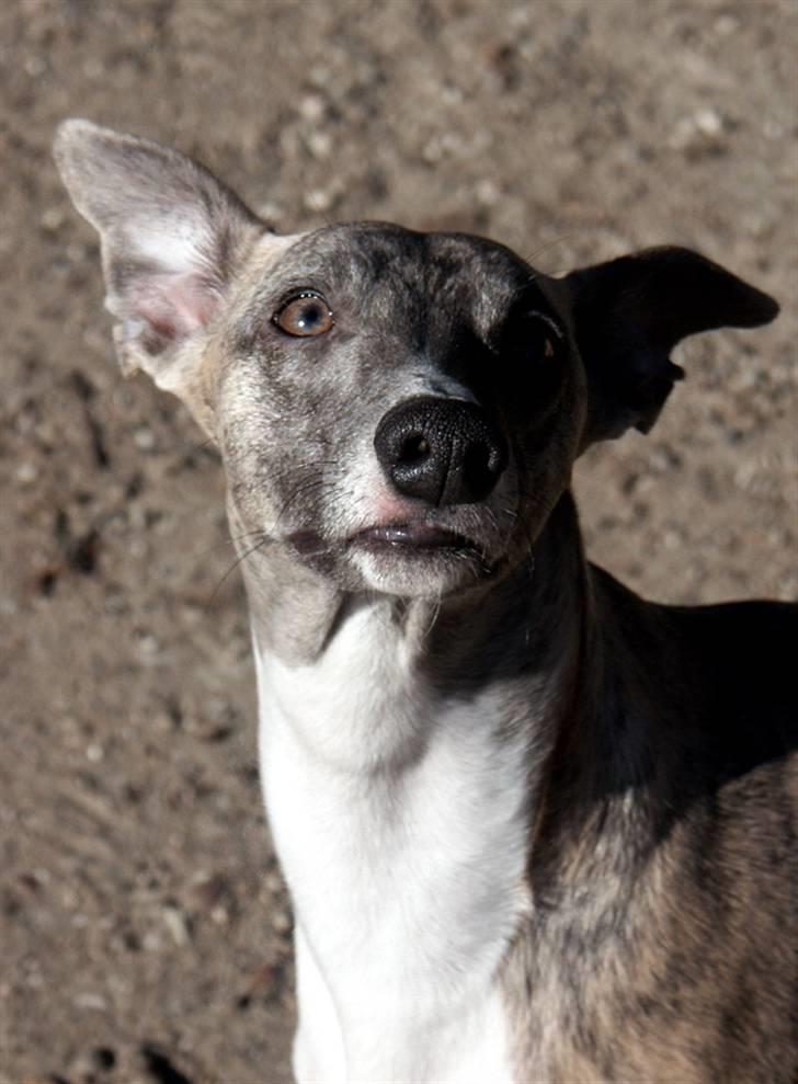 Whippet Viggo (Himmelhund) billede 6