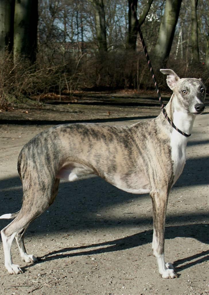 Whippet Viggo (Himmelhund) billede 1