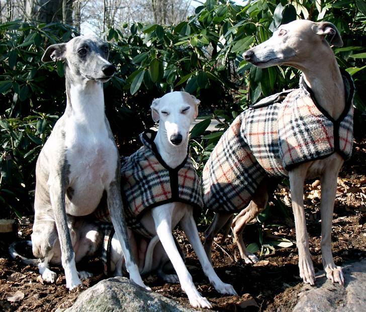 Whippet Viggo (Himmelhund) - viggo med de to"store-brødre" billede 7