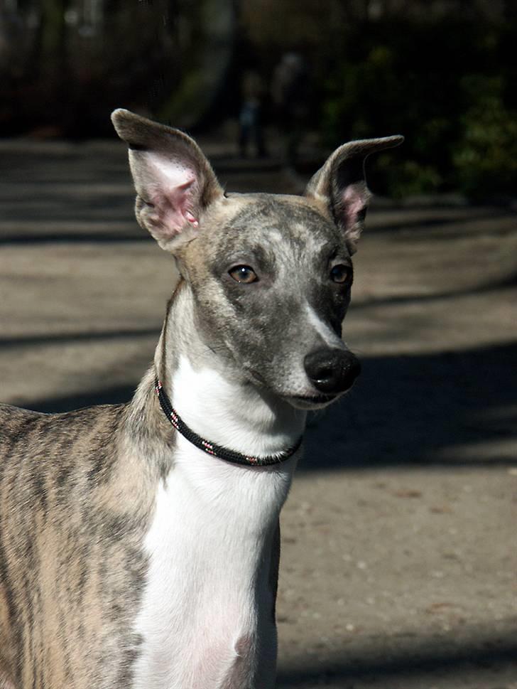 Whippet Viggo (Himmelhund) billede 8