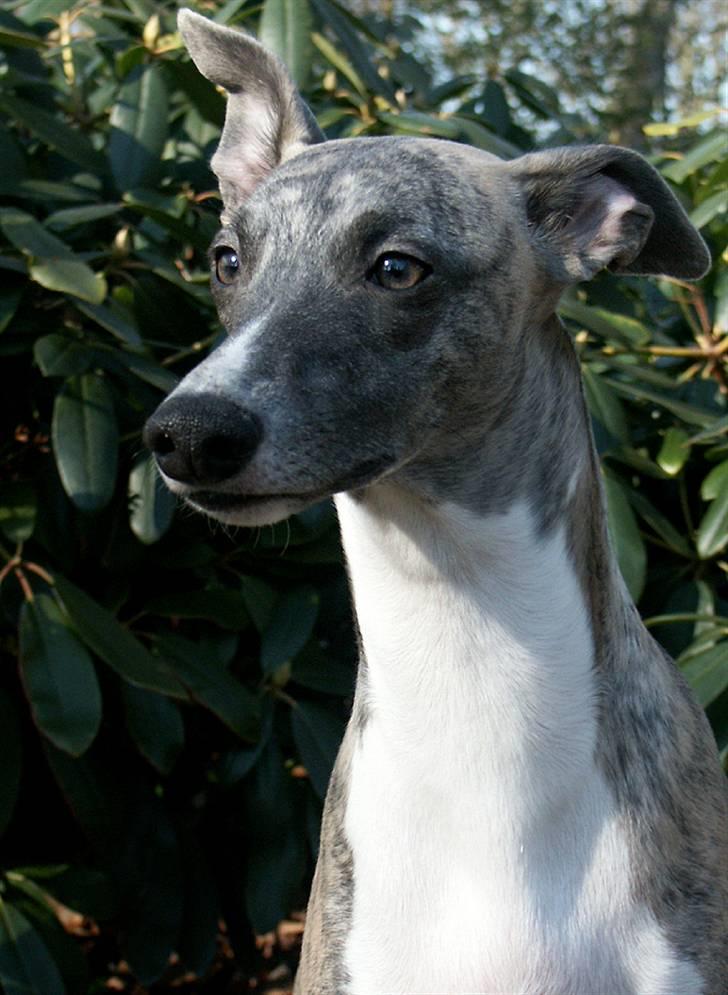 Whippet Viggo (Himmelhund) billede 9