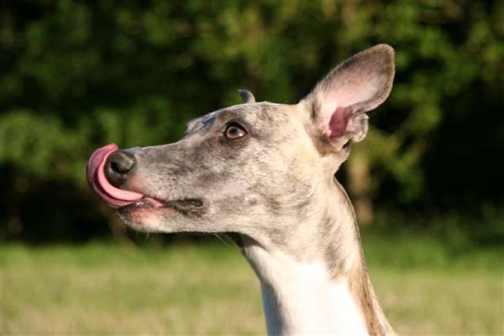 Whippet Viggo (Himmelhund) - lang tunge GG billede 10