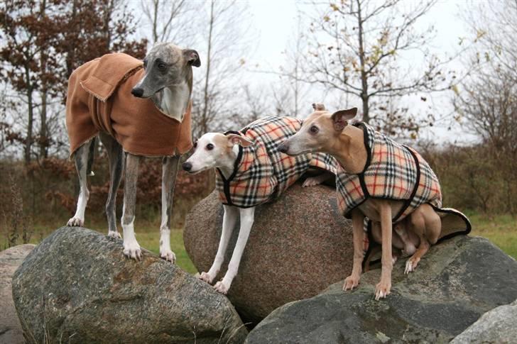 Whippet Viggo (Himmelhund) - en vinterdag billede 11