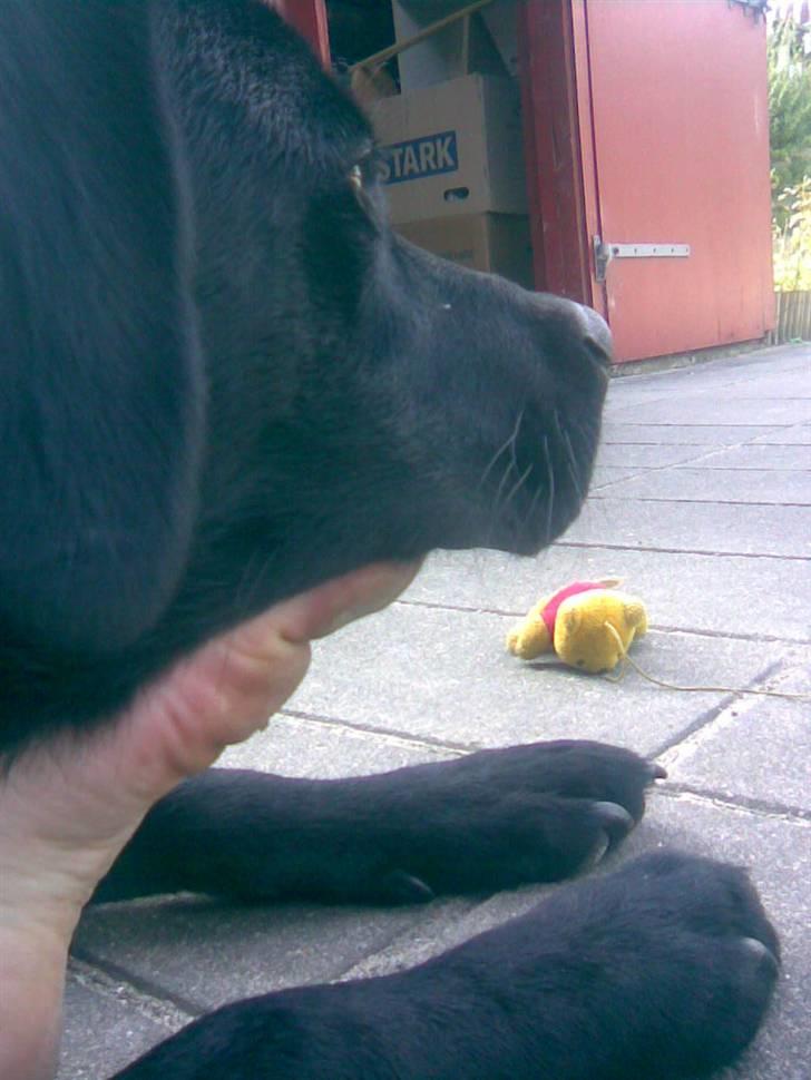 Labrador retriever Tyson - ihh hvor bliver man bare træt når man skal flytte så meget. Så tager lige en slapper, men hovedet! ja det må mor holde med sin fod. billede 10