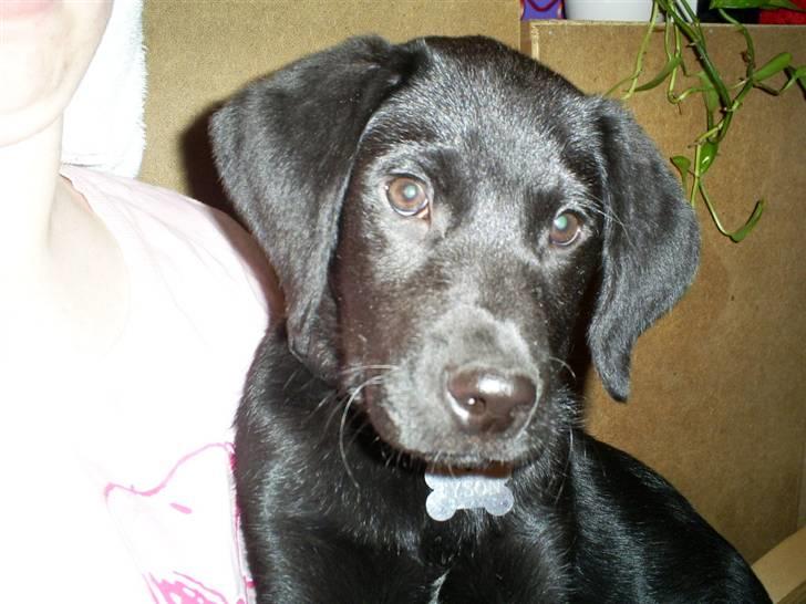 Labrador retriever Tyson - jeg er altså lidt genert :) billede 11