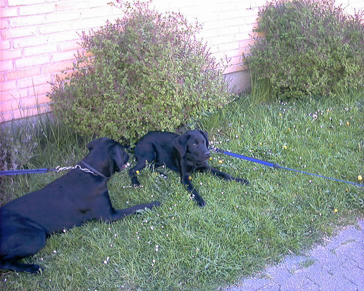 Labrador retriever Tyson billede 12
