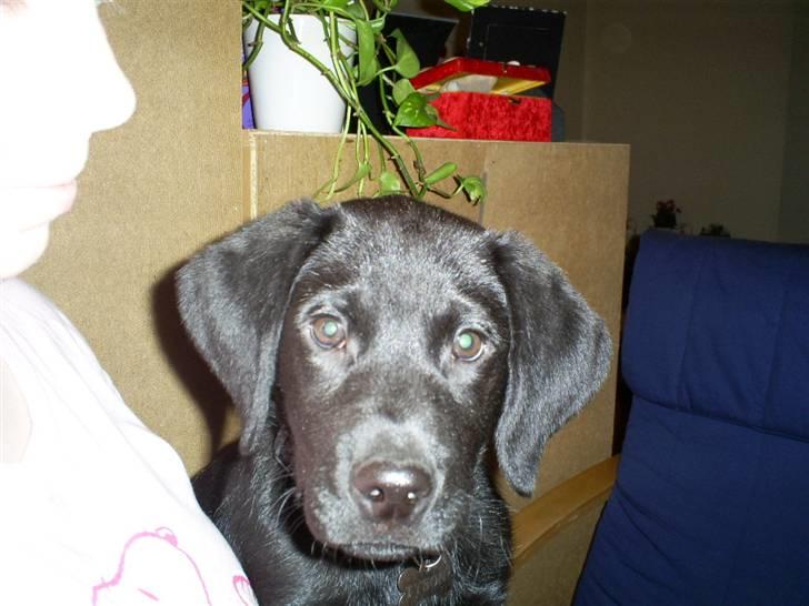 Labrador retriever Tyson billede 13