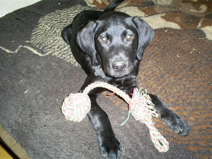 Labrador retriever Tyson billede 14