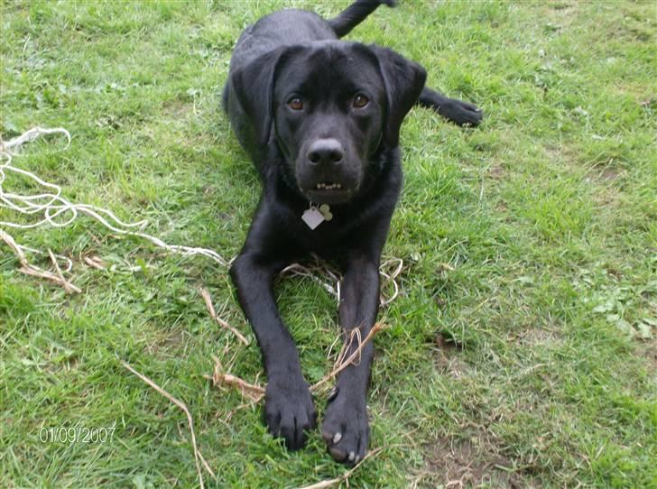 Labrador retriever Tyson - ligger lige på græsset det kan jeg godt li´. Er jeg ikke dejlig? billede 15