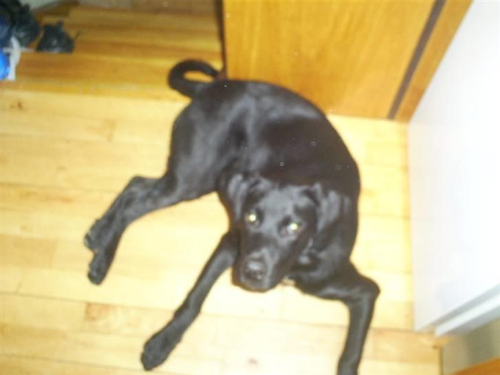Labrador retriever Tyson billede 16