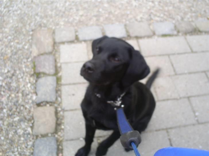 Labrador retriever Tyson billede 17