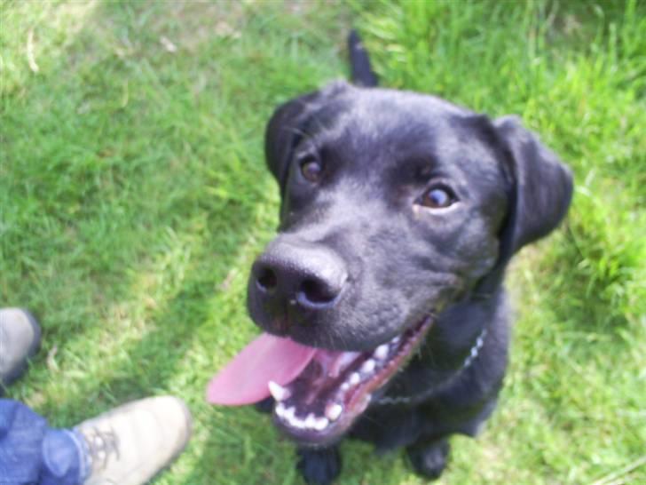 Labrador retriever Tyson - Tyson den 6/6-2007 og jeg elsker at kysse. Vil du ha et??? billede 18