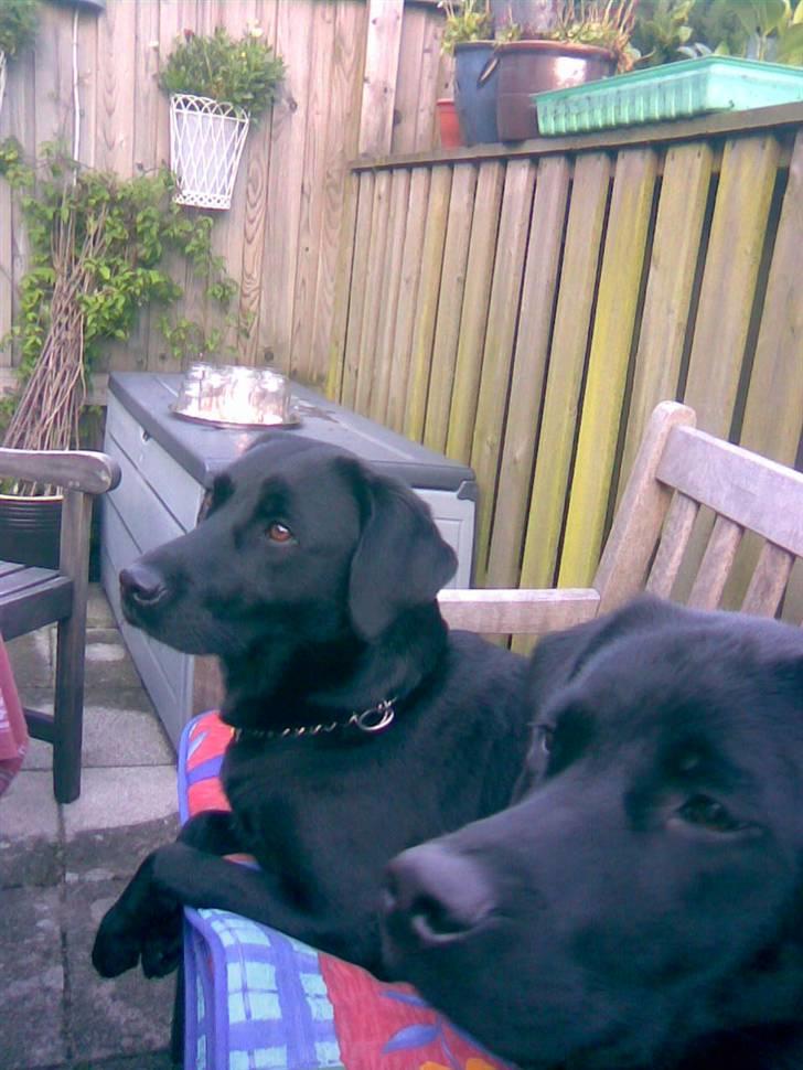 Labrador retriever Tyson - Her ligger jeg på en bænk sammen med Samson. Det er mig forrest... :) billede 19