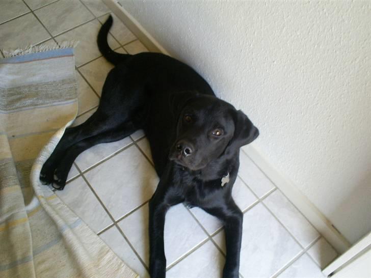 Labrador retriever Tyson - tager mig lige en slapper så mor bliver bange når hun kommer ind af døren.. GG billede 20