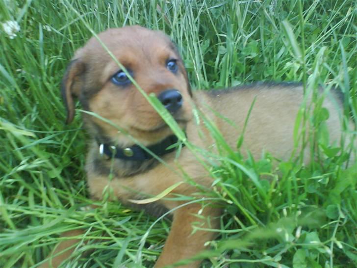 Blanding af racer Clea R.I.P billede 9