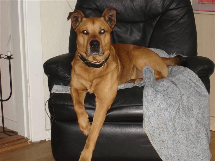 Blanding af racer rommel - hva´ så tøser! billede 1