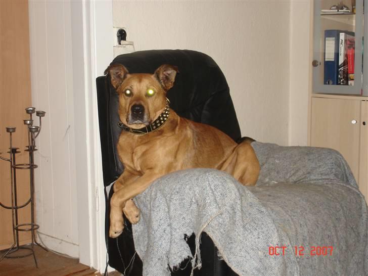 Blanding af racer rommel - hva´ så? billede 2