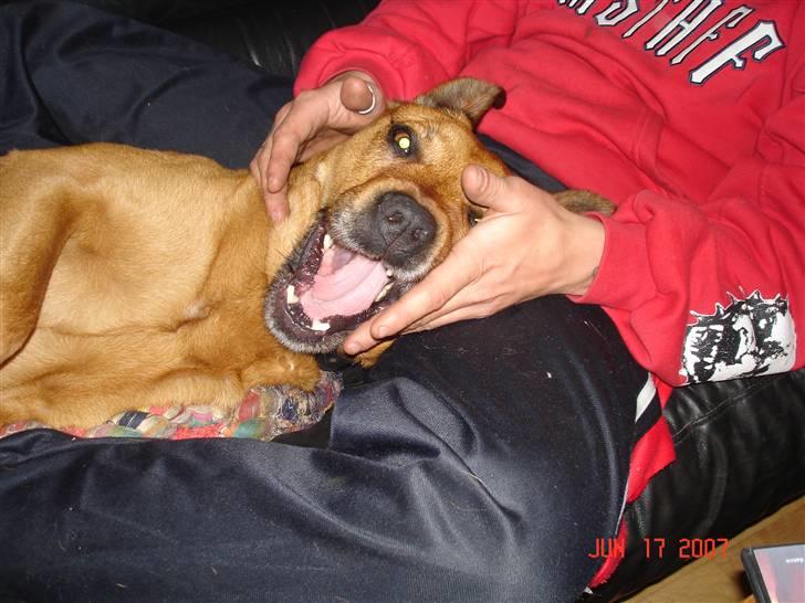 Blanding af racer rommel billede 3