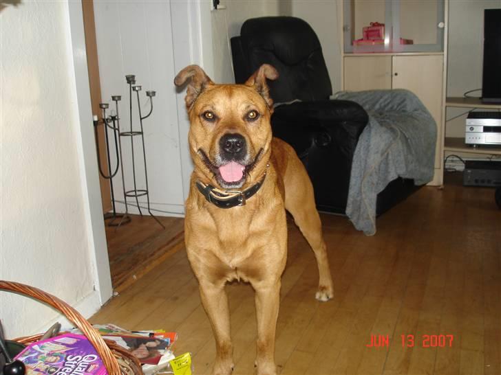 Blanding af racer rommel - halløj! billede 4